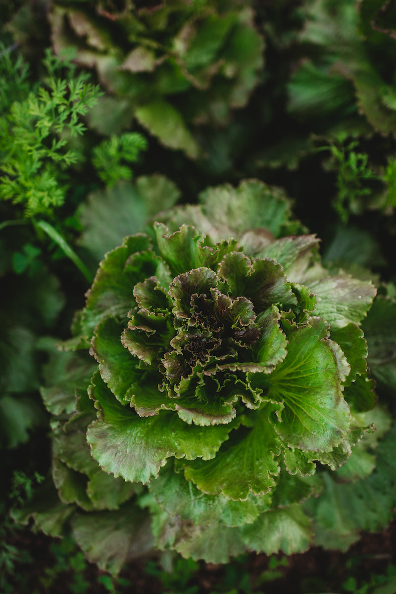 Growing Lettuce Seed