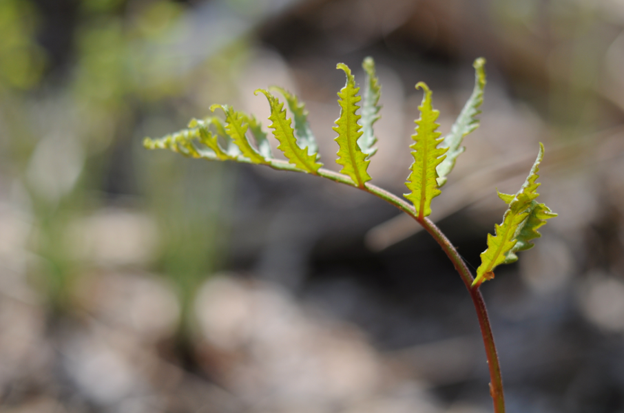 Unfurling