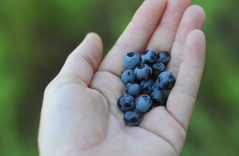 Hands and Berries